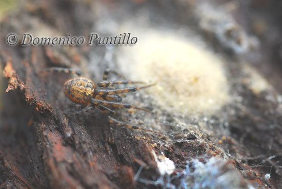 Parazygiella sp.